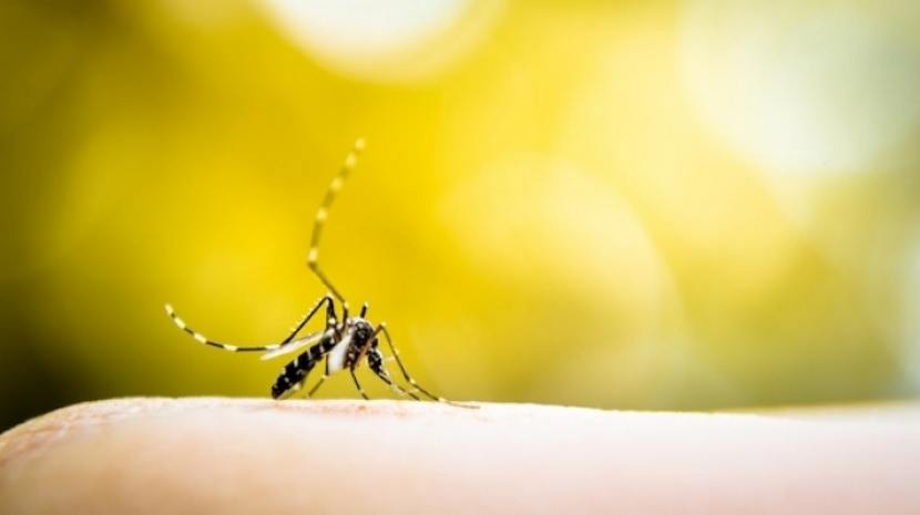 Conocé las medidas de prevención para luchar contra el Dengue ...