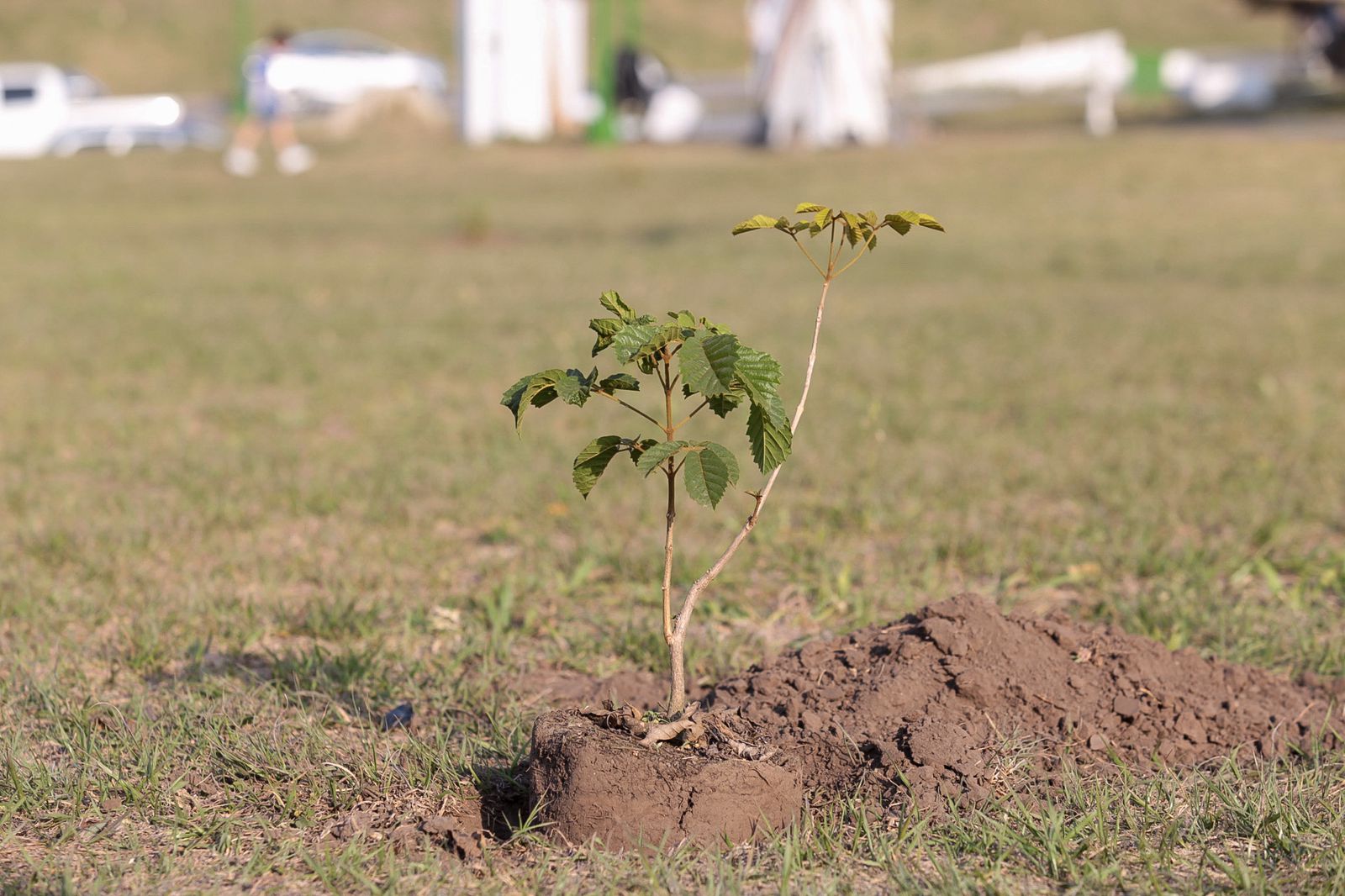 Tafí Viejo cuenta con el primer Bosque de la Poesía Municipalidad de