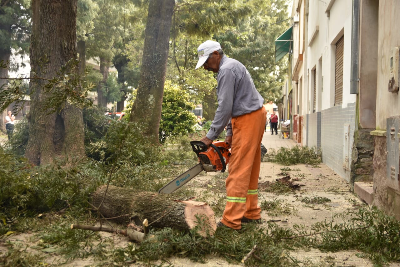 La poda preventiva continúa en Tafí Viejo - Municipalidad de Tafí Viejo